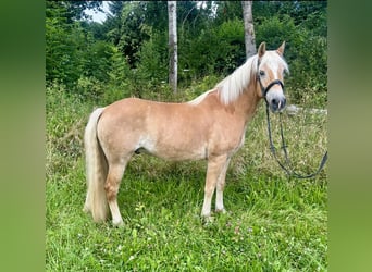 Haflinger, Ruin, 10 Jaar, 150 cm, Vos