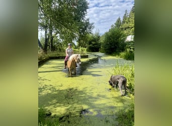 Haflinger, Ruin, 10 Jaar, 150 cm, Vos