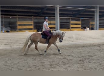 Haflinger, Ruin, 10 Jaar, 150 cm, Vos