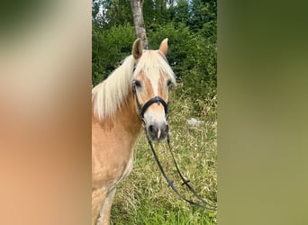 Haflinger, Ruin, 10 Jaar, 150 cm, Vos