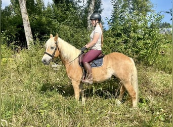 Haflinger, Ruin, 10 Jaar, 150 cm, Vos