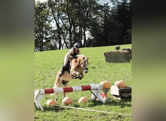 Haflinger, Ruin, 10 Jaar, 150 cm, Vos