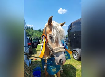 Haflinger, Ruin, 10 Jaar, 150 cm, Vos