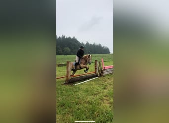 Haflinger, Ruin, 10 Jaar, 150 cm, Vos