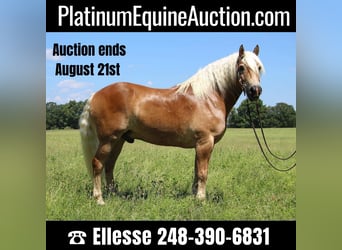 Haflinger, Ruin, 10 Jaar, 152 cm, Roodvos