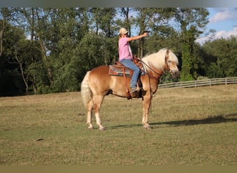 Haflinger, Ruin, 10 Jaar, 152 cm, Roodvos