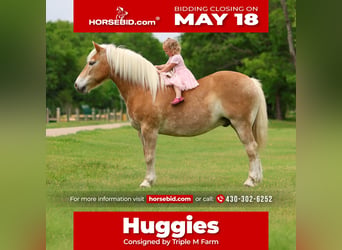 Haflinger, Ruin, 10 Jaar, Donkere-vos