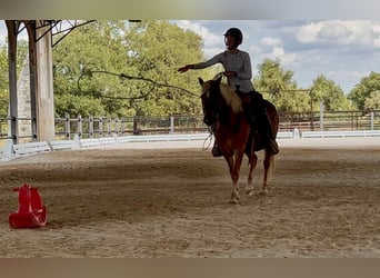 Haflinger, Ruin, 11 Jaar, 132 cm, Donkere-vos