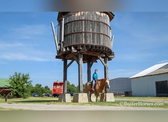 Haflinger, Ruin, 11 Jaar, 142 cm, Donkere-vos