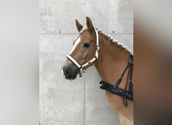 Haflinger, Ruin, 11 Jaar, 148 cm, Vos