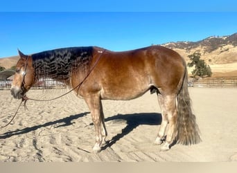 Haflinger, Ruin, 11 Jaar, 150 cm, Donkere-vos