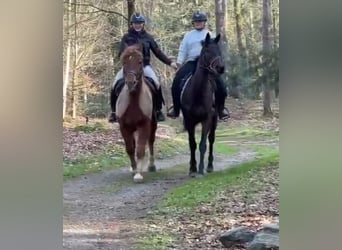 Haflinger Mix, Ruin, 11 Jaar, 153 cm, Vos