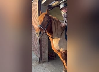 Haflinger Mix, Ruin, 11 Jaar, 153 cm, Vos