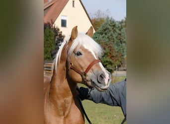 Haflinger, Ruin, 11 Jaar, 153 cm, Vos