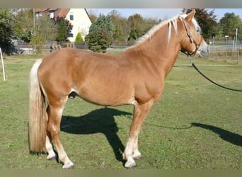 Haflinger, Ruin, 11 Jaar, 153 cm, Vos