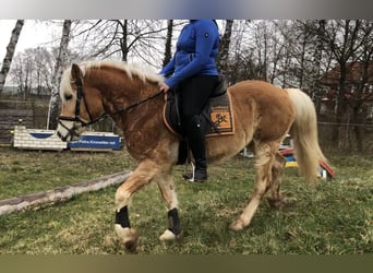 Haflinger, Ruin, 11 Jaar, 153 cm, Vos