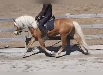 Haflinger, Ruin, 11 Jaar, 155 cm, Vos