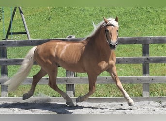 Haflinger, Ruin, 11 Jaar, 155 cm, Vos