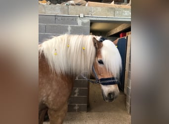 Haflinger, Ruin, 11 Jaar