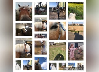 Haflinger, Ruin, 11 Jaar