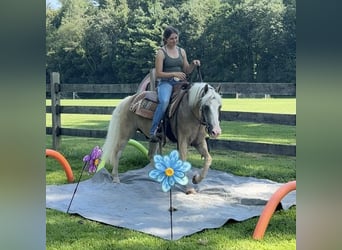 Haflinger Mix, Wallach, 12 Jahre, 137 cm, Palomino