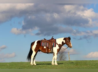 Haflinger, Ruin, 12 Jaar, 147 cm, Gevlekt-paard