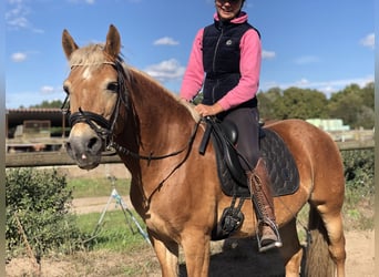 Haflinger, Wallach, 12 Jahre, 148 cm, Fuchs