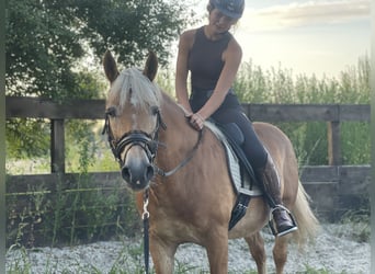 Haflinger, Ruin, 12 Jaar, 148 cm, Vos