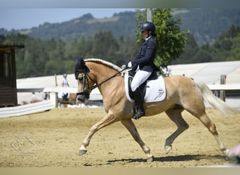 Haflinger, Ruin, 12 Jaar, 152 cm, Vos