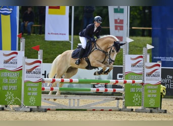 Haflinger, Ruin, 12 Jaar, 152 cm, Vos