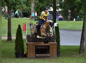 Haflinger, Ruin, 12 Jaar, 152 cm, Vos