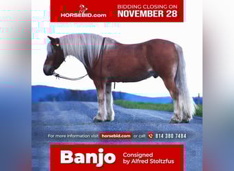 Haflinger, Ruin, 12 Jaar, Palomino