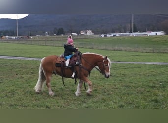 Haflinger, Ruin, 12 Jaar, Palomino