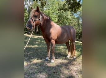 Haflinger, Ruin, 12 Jaar, Roodvos