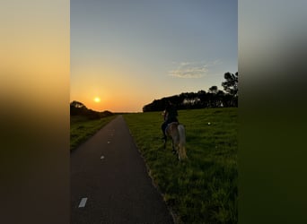 Haflinger, Ruin, 13 Jaar, 133 cm, Lichtbruin