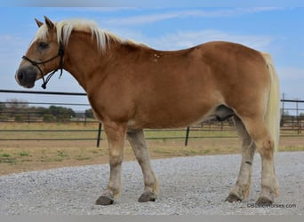 Haflinger, Ruin, 13 Jaar, 137 cm, Roodvos