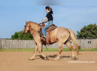 Haflinger, Ruin, 13 Jaar, 142 cm, Donkere-vos