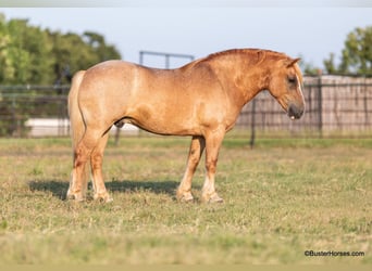 Haflinger, Ruin, 13 Jaar, 142 cm, Donkere-vos