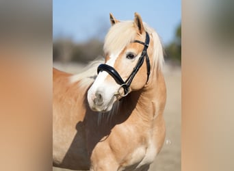 Haflinger, Ruin, 13 Jaar, 147 cm, Donkere-vos