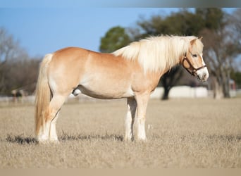 Haflinger, Ruin, 13 Jaar, 147 cm, Donkere-vos
