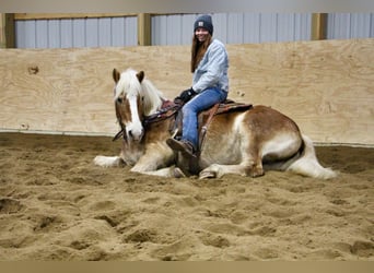 Haflinger, Ruin, 13 Jaar, 147 cm, Donkere-vos