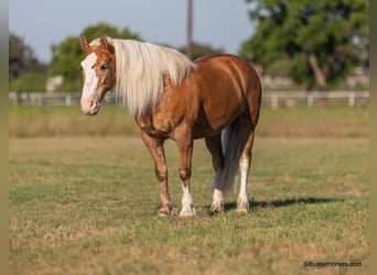 Haflinger, Ruin, 13 Jaar, 147 cm, Palomino