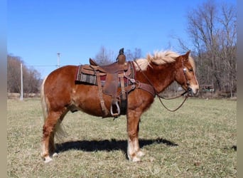 Haflinger, Ruin, 13 Jaar, Roodvos