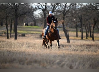 Haflinger, Ruin, 14 Jaar, 142 cm, Roodbruin