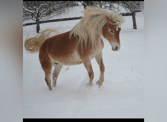 Haflinger, Ruin, 14 Jaar, 146 cm