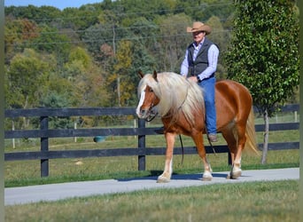 Haflinger, Ruin, 14 Jaar, 147 cm, Donkere-vos