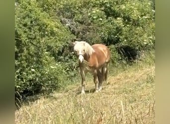 Haflinger, Ruin, 14 Jaar, 148 cm, Vos