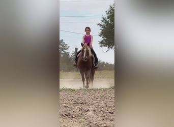 Haflinger, Ruin, 14 Jaar, Roodvos