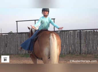 Haflinger, Ruin, 15 Jaar, 137 cm, Roodvos