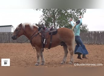 Haflinger, Ruin, 15 Jaar, 137 cm, Roodvos